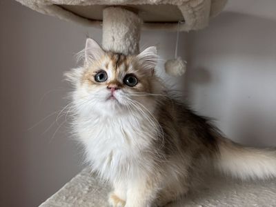 Adorable British Shorthair/longhair Golden Shaded Kitten - Male/Female Playful, and Ready for a New Home