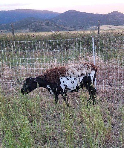 Dorper/Katahdin Ewes & Lambs