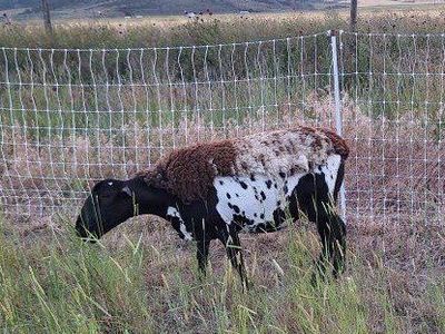 Dorper/Katahdin Ewes & Lambs