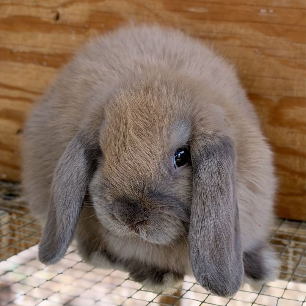 Holland Lop Doe *CAN MEET ON THE WAY TO SALT LAKE 7/17*
