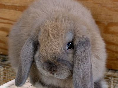 Holland Lop Doe *CAN MEET ON THE WAY TO SALT LAKE 7/17*