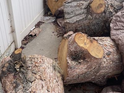 Pine firewood