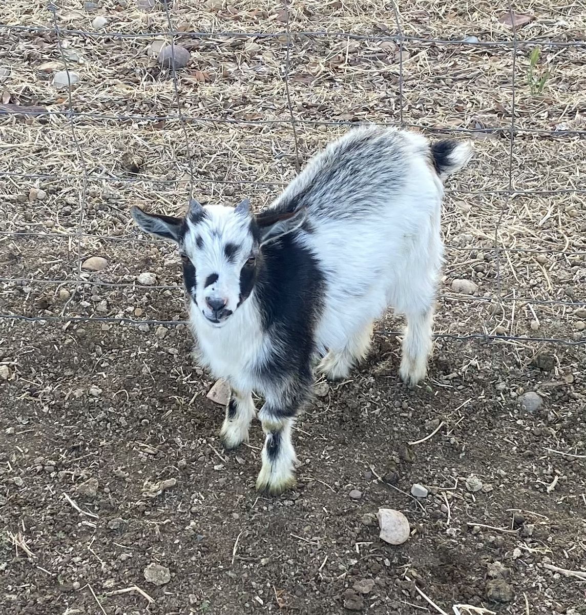 Nigerian Dwarf Bucklings