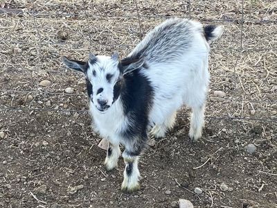 Nigerian Dwarf Bucklings