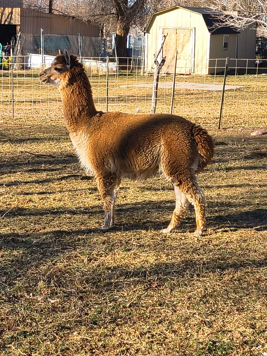 Huacaya Alpaca