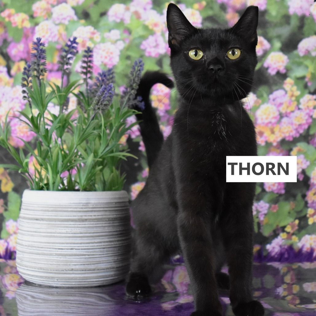 Hello my name is Thorn