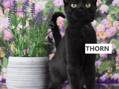 Hello my name is Thorn