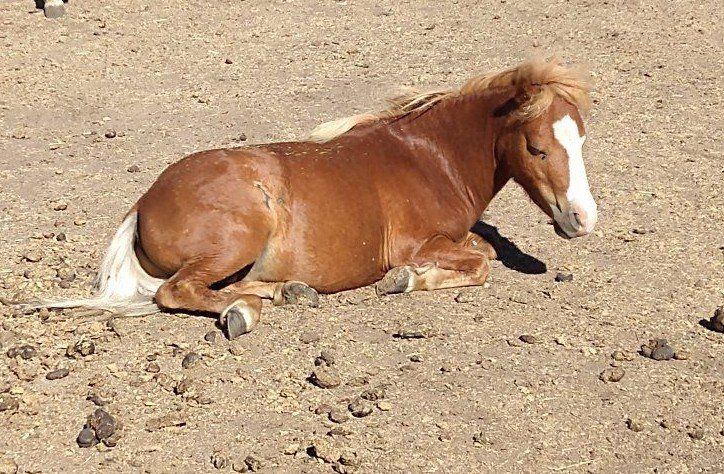 Red flaxen frame overo mini stallion