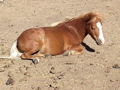 Red flaxen frame overo mini stallion