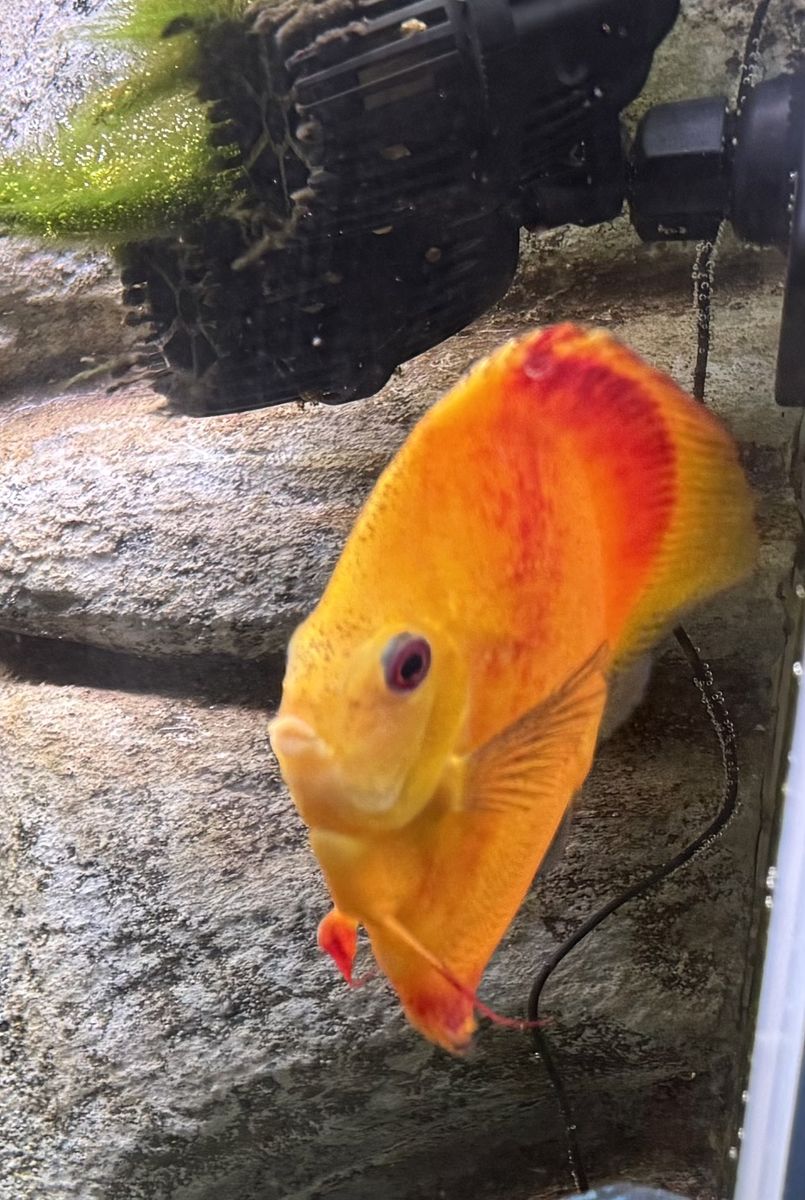 Beauliful Discus Blow Out