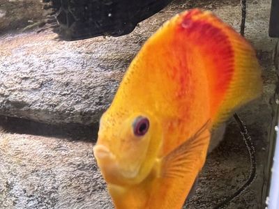Beauliful Discus Blow Out