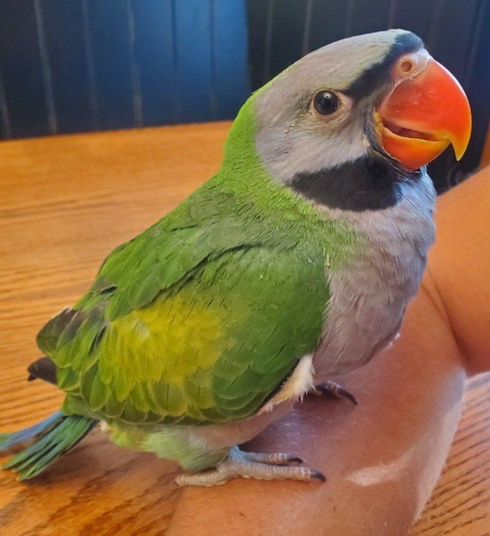 Beautiful Derbyan- handfed 9 weeks old
