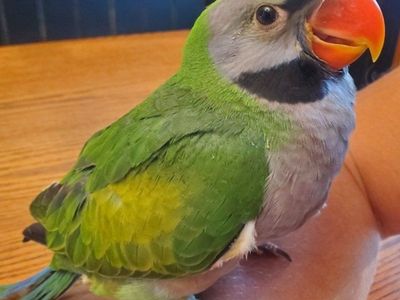 Beautiful Derbyan- handfed 9 weeks old