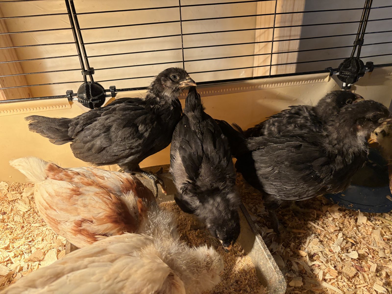 Chicks four weeks old/ Pollitos de Cuatro Semanas