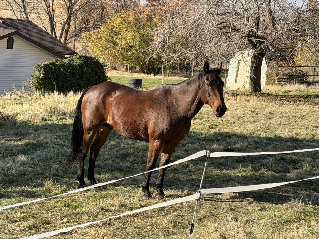 Hancock/driftwood Broodmare