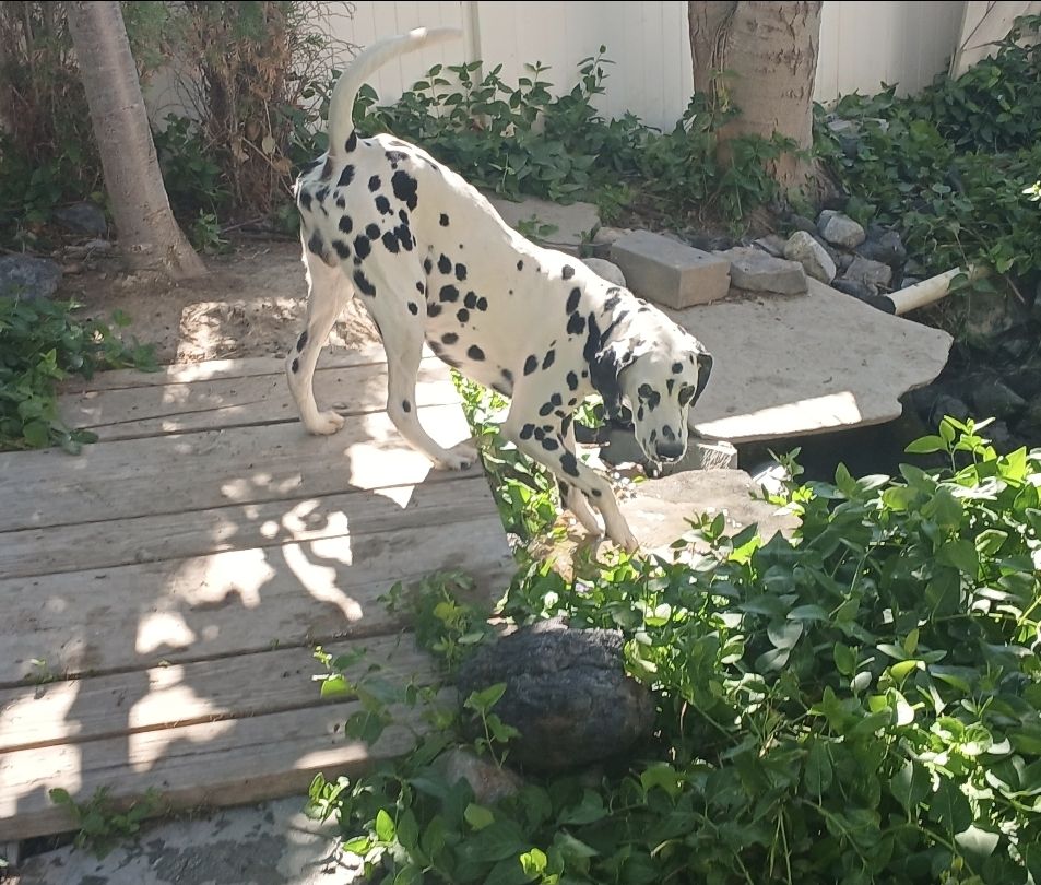 Professionally Trained AKC Dalmatian
