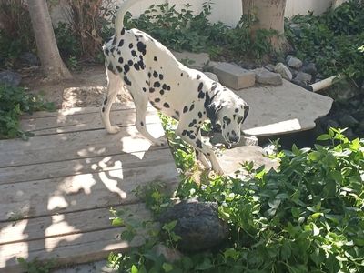 Professionally Trained AKC Dalmatian