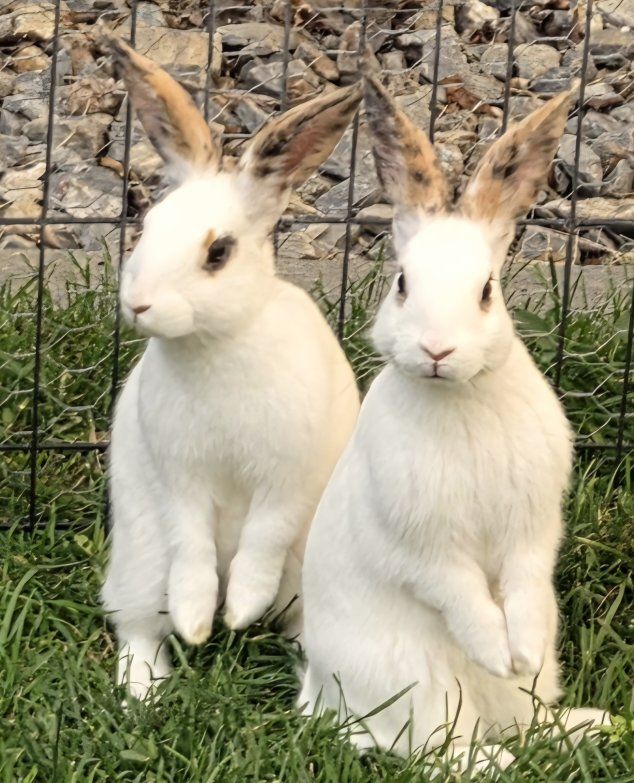 Adorable Mix Bunny Rabbits - Multiple Colors Available