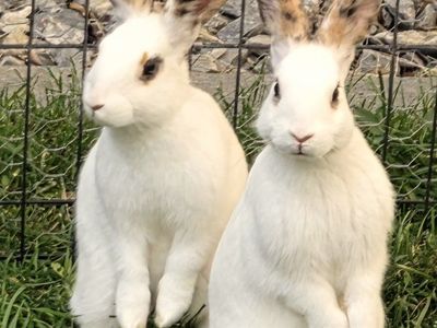 Adorable Mix Bunny Rabbits - Multiple Colors Available