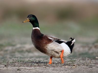Free rouen drakes and roosters