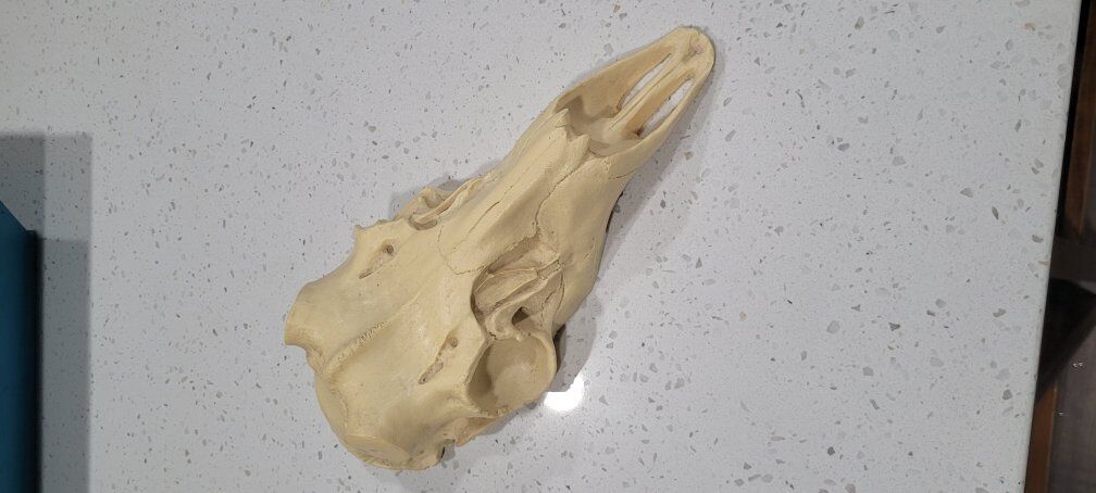 Replica Deer Skull