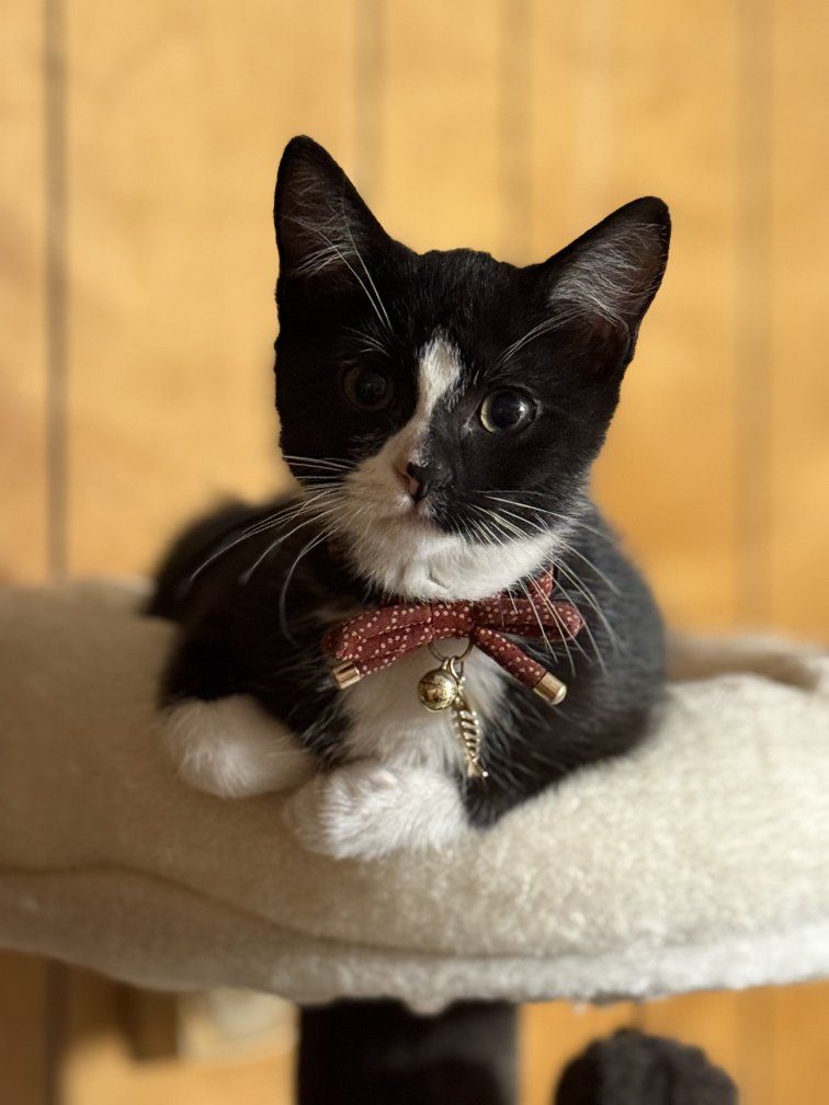 Sweetest Cat (Kitten) For Sale!!!! (and supplies)
