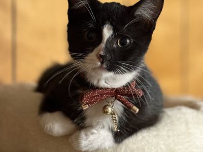 Sweetest Cat (Kitten) For Sale!!!! (and supplies)