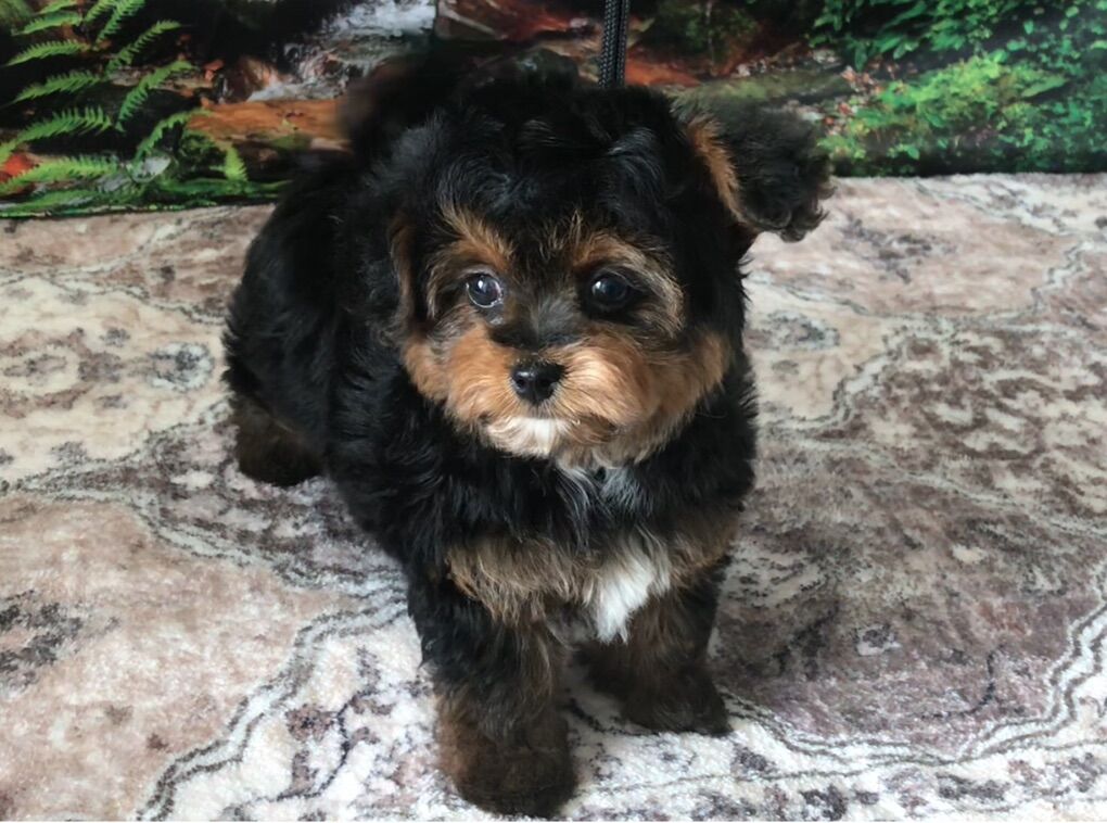 Millie Yorkiepoo Puppy Yorkie Poodle Yorkshire