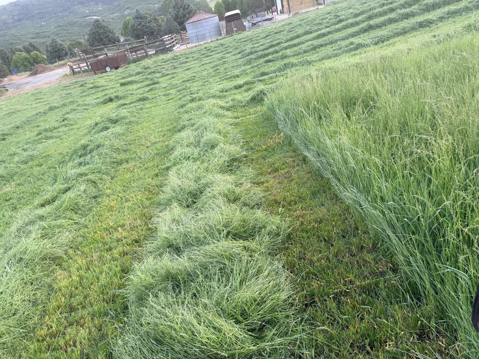Weed Free Grass Hay