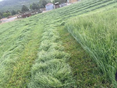 Weed Free Grass Hay