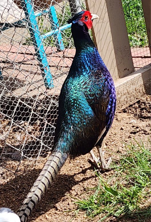 Melanistic Pheasant Quad