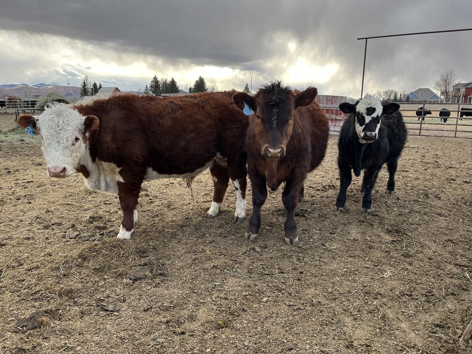 Yearling Bulls For Sale