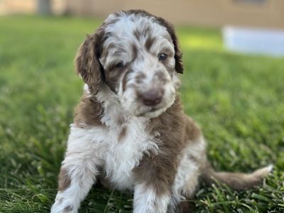 Adorable Aussiedoodle Puppies • Ready for pickup • Family Raised • Low Shedding