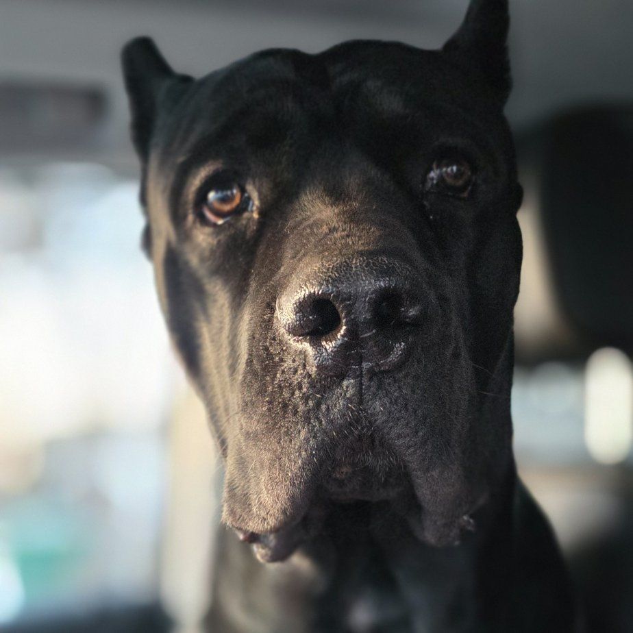 Cane corso