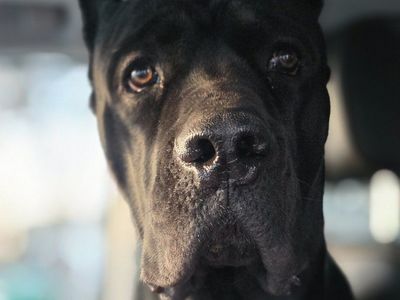 Cane corso
