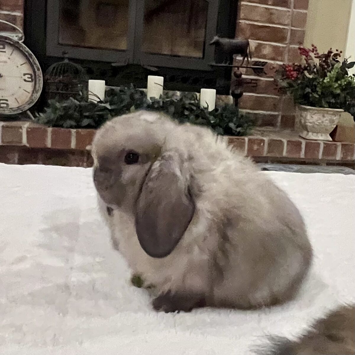Show Holland Lop bunnies