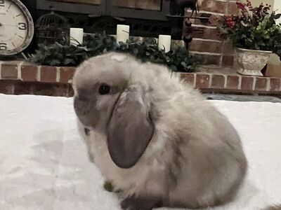 Show Holland Lop bunnies