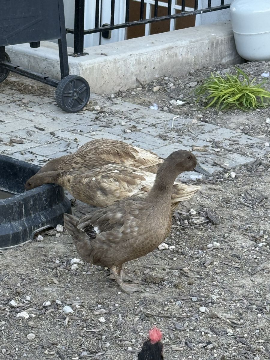 Khaki Campbell Ducks