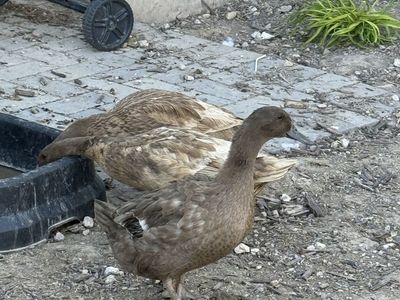 Khaki Campbell Ducks