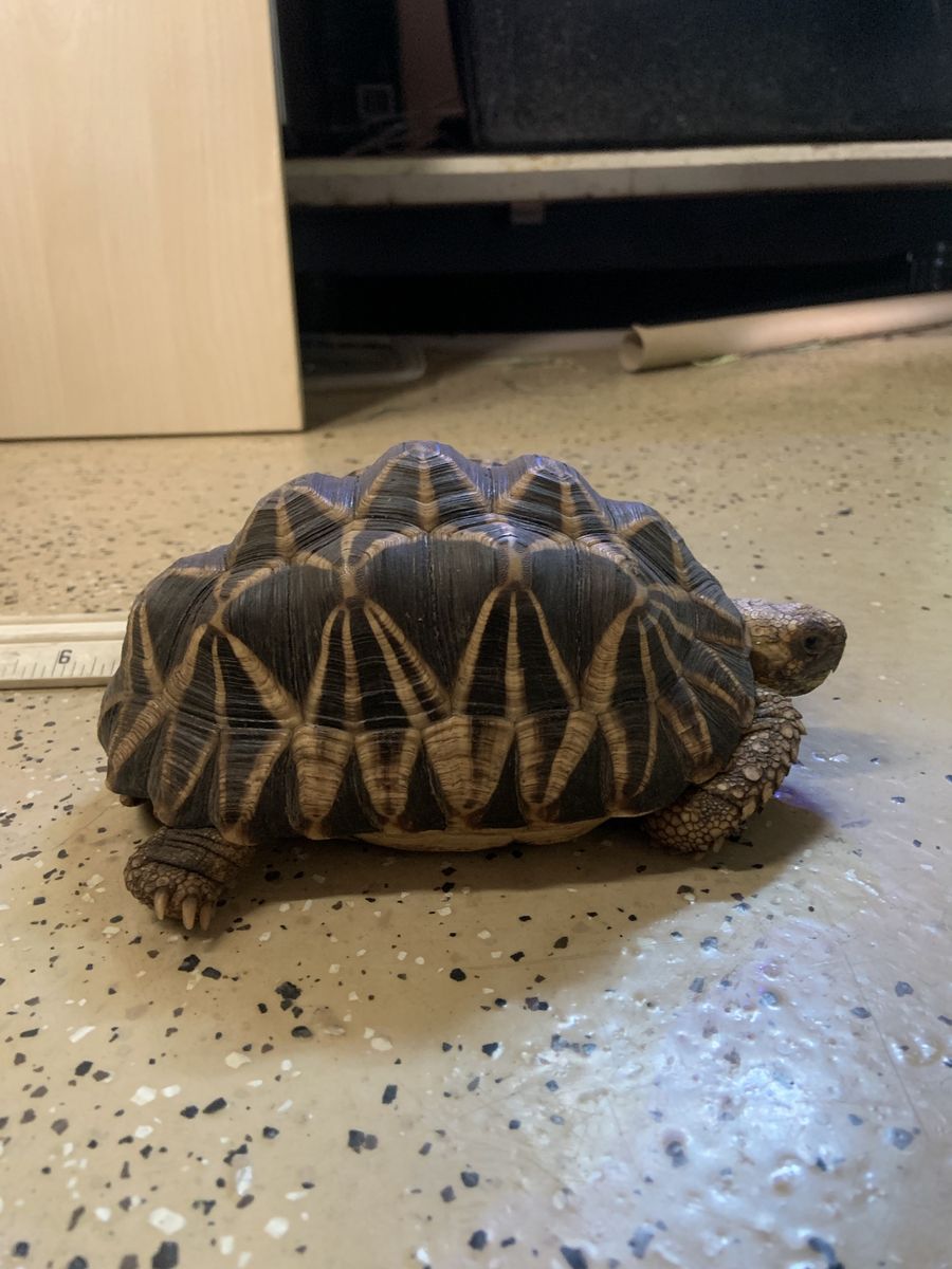 Burmese Star Tortoise