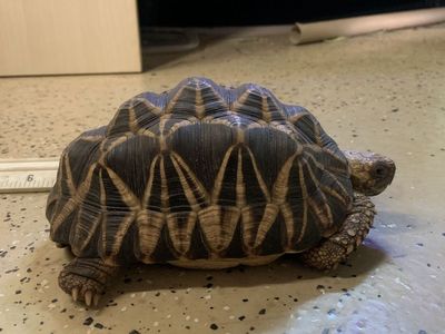 Burmese Star Tortoise
