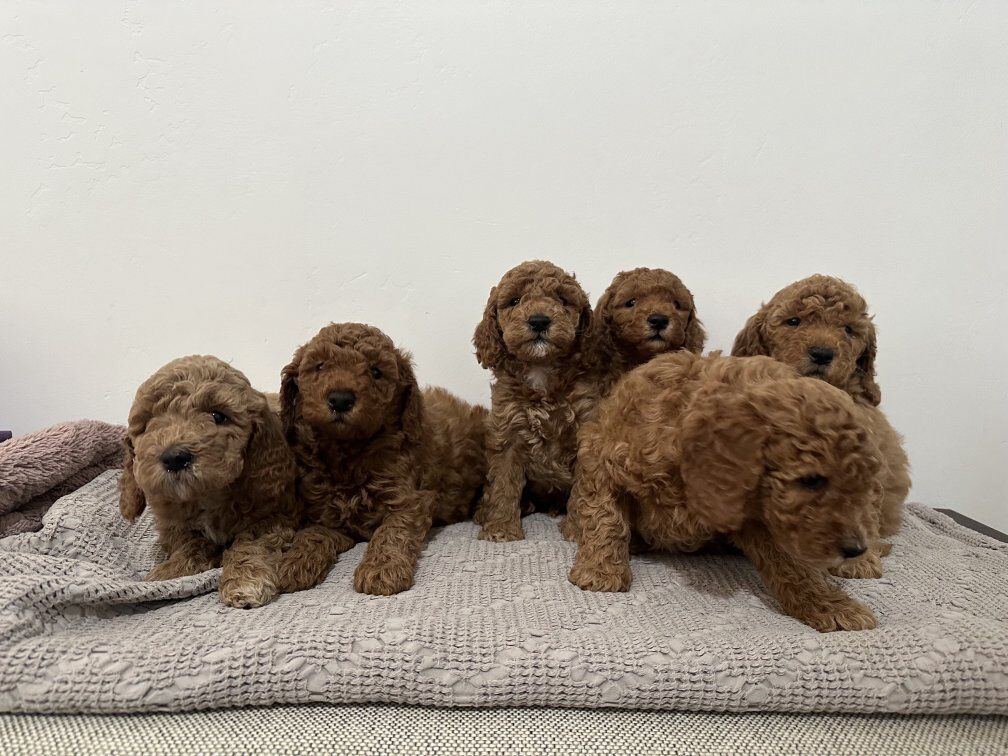 F2 Goldendoodles