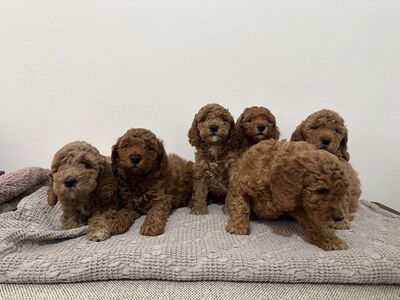 F2 Goldendoodles