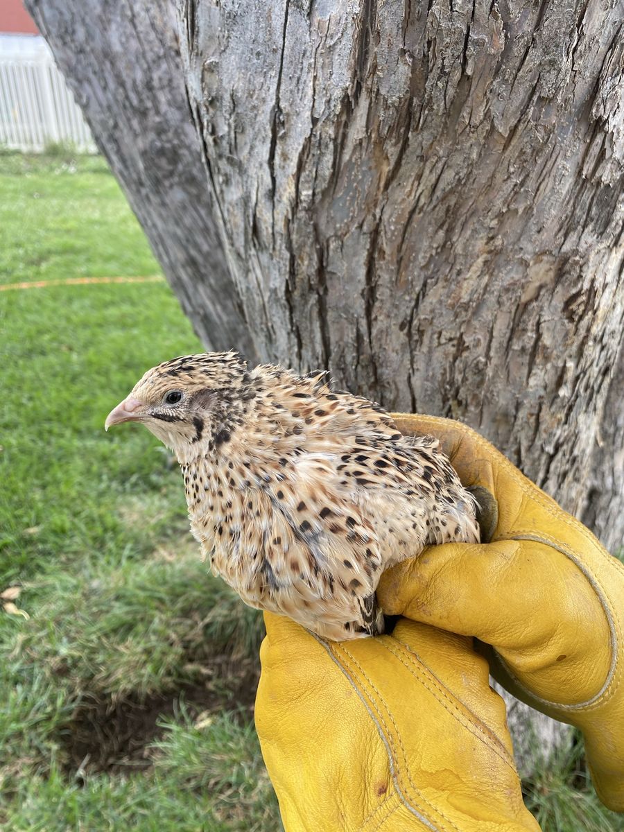 Coturnix quail adults available (more info in desc.) 