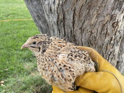 Coturnix quail adults available (more info in desc.)