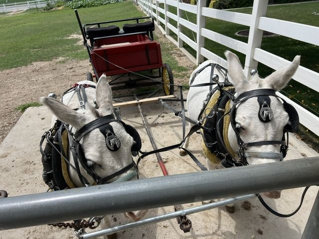 Mini Mule Team Setup