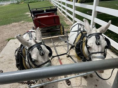 Mini Mule Team Setup