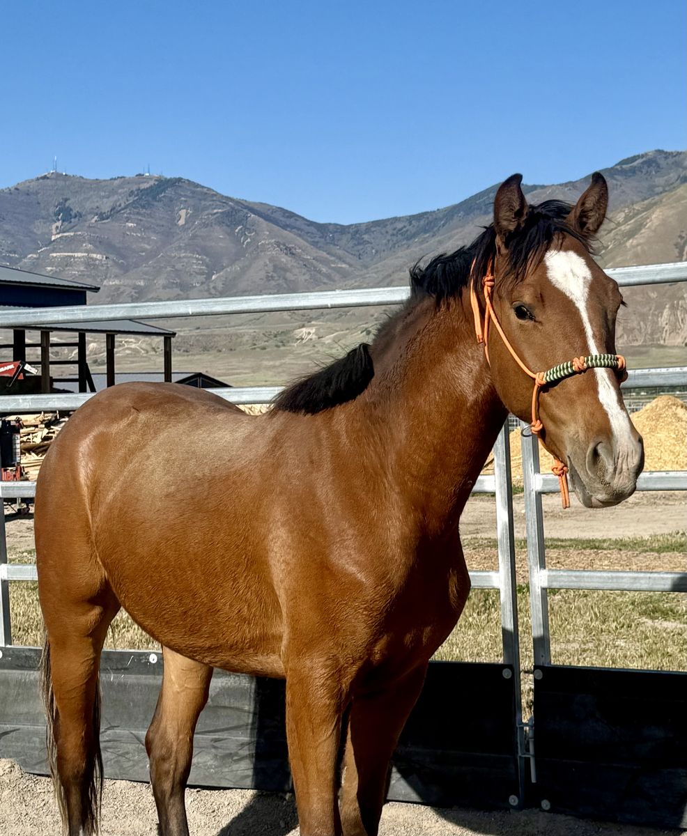 2024 Oldenburg Gelding