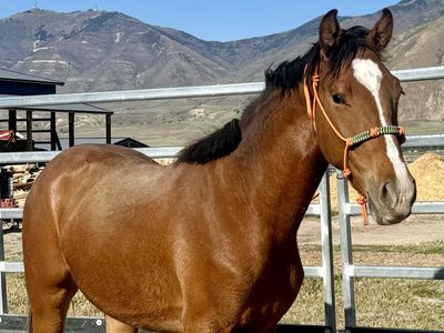 2024 Oldenburg Gelding