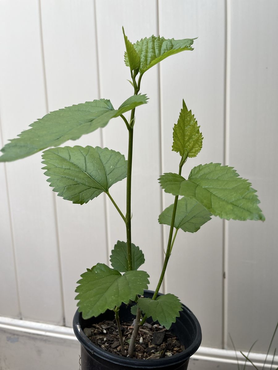 Locally grown pink Hibiscus start.